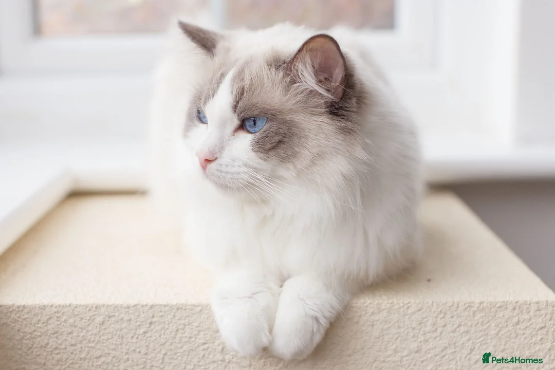 Ragdoll cats for sale: Ragdoll Female Looking for a Loving Forever Home - Advert 9