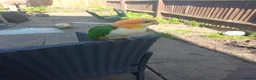 Parrots birds for sale: Super tamed caique  - Advert 8
