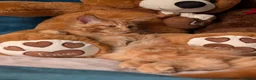Maine Coon cats for sale: Mainecoon - Advert 15