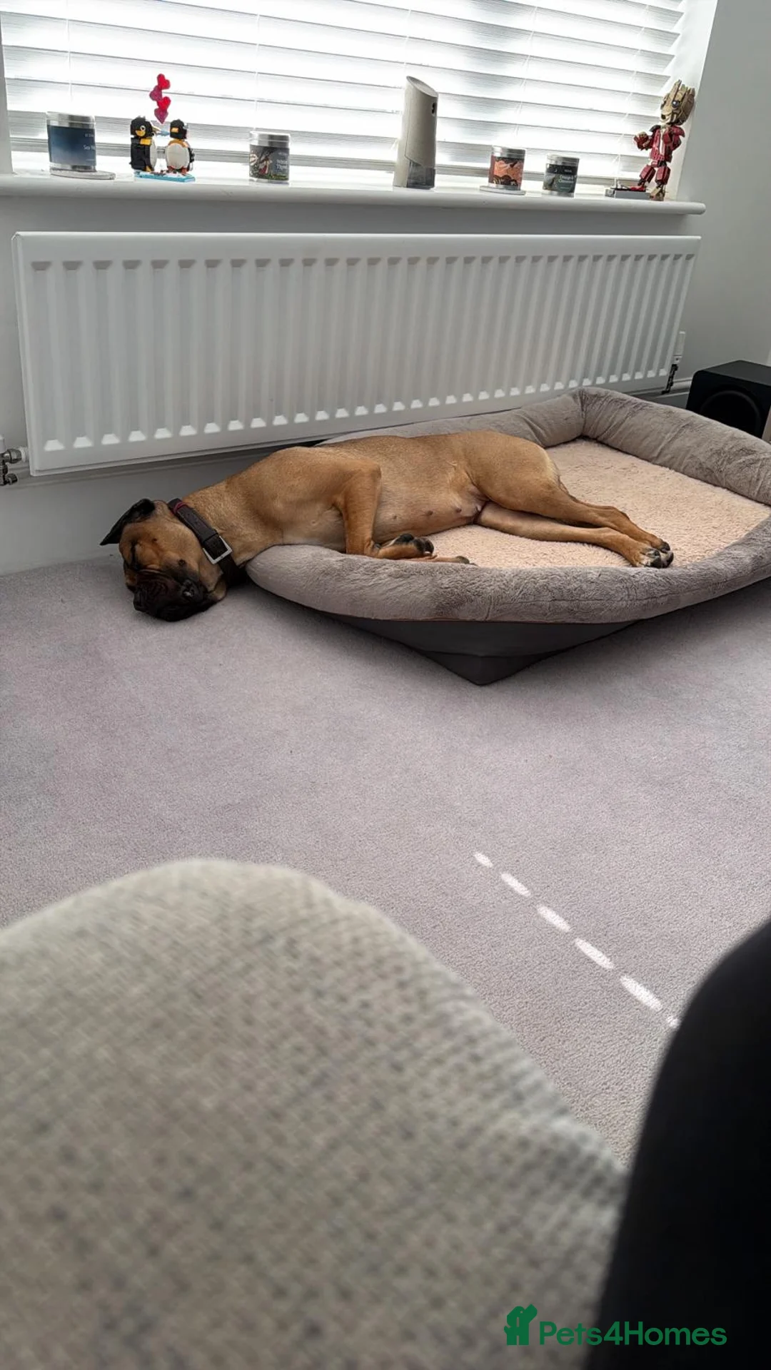 Cane Corso dogs for sale: Cane Corso 18 Month old Female - Advert 2