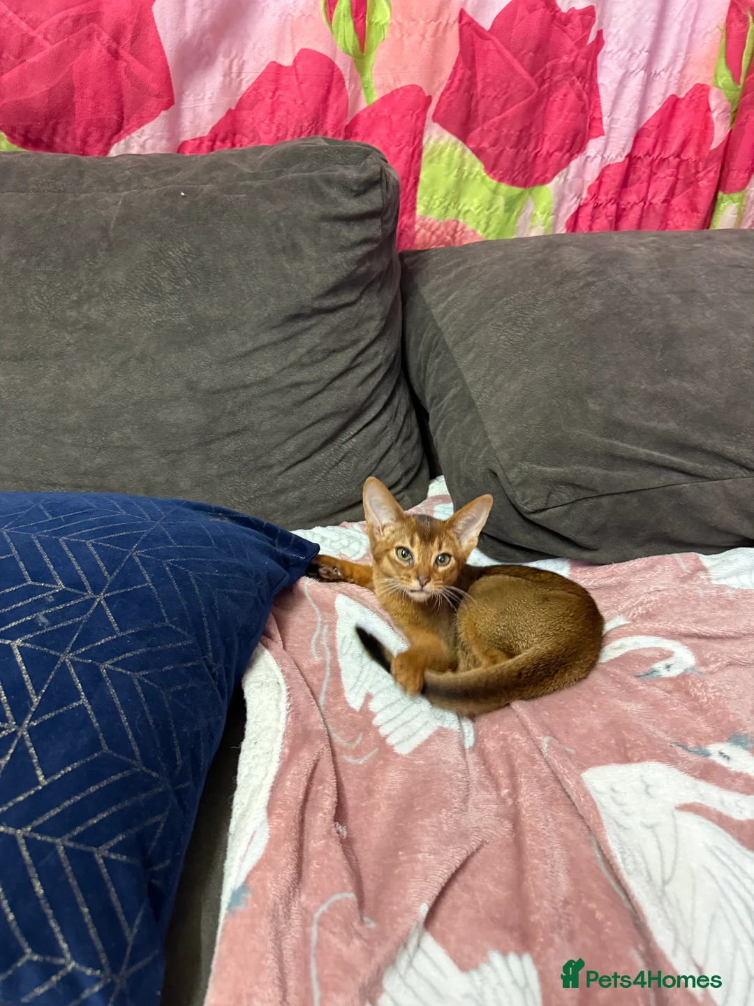 Abyssinian cats for sale: Ready for a new home - Advert 3