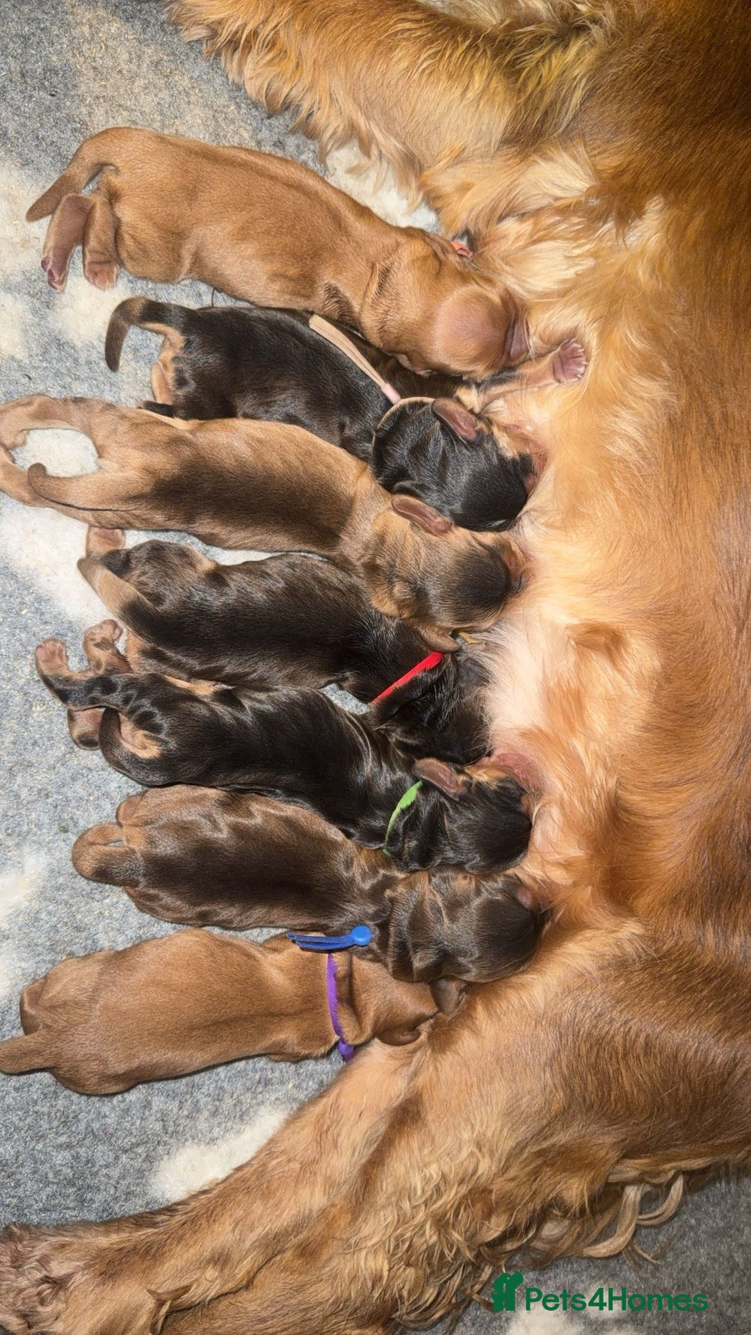 Cocker Spaniel dogs for sale: KC Reg Show Cocker Spaniel Puppies  - Advert 2