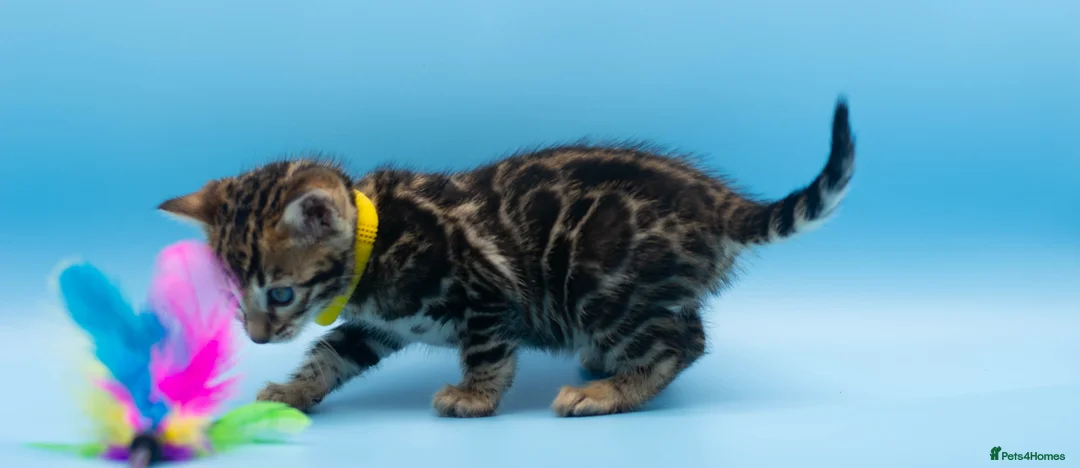 Bengal cats for sale: TICA Registered Bengal Kittens – Truly Magnificent - Advert 3