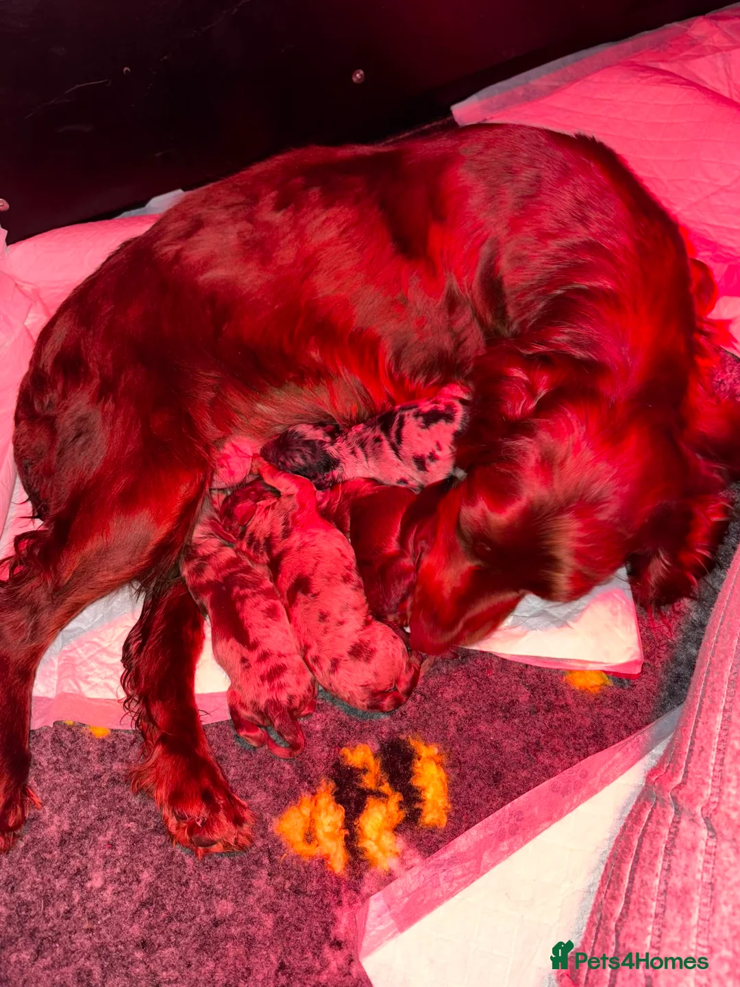 Cockapoo dogs for sale: Beautiful F1 Cockapoo Puppies 🧡 - Advert 10