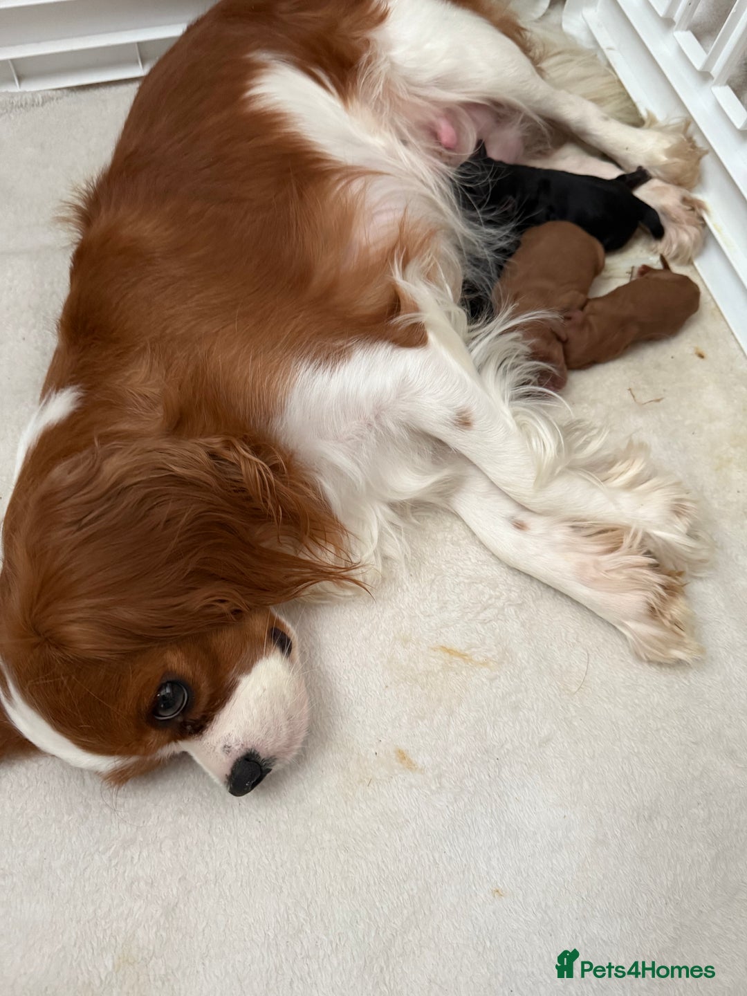 Cavalier King Charles Spaniel dogs for sale: Ruby boys kc cavalier King Charles puppies  - Image 16
