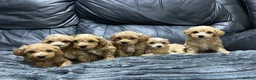 Maltipoo dogs for sale: ❤️🐶 Beautiful maltipoo litter 🐶❤️ - Advert 1