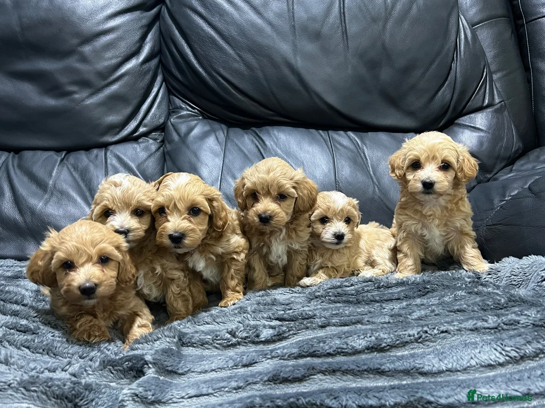 Maltipoo dogs for sale: ❤️🐶 Beautiful maltipoo litter 🐶❤️ - Advert 1