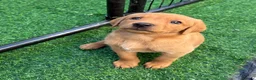 Labrador Retriever dogs for sale: STUNNING FOX RED PUPPIES - Advert 19