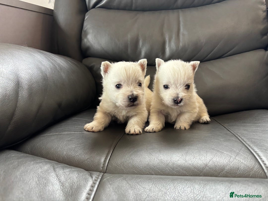 West Highland Terrier dogs for sale: Beautiful westie pups ready to reserve  - Image 2