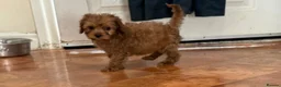 Cavapoo dogs for sale: Tiny Toy Cavapoo Puppies - Advert 8