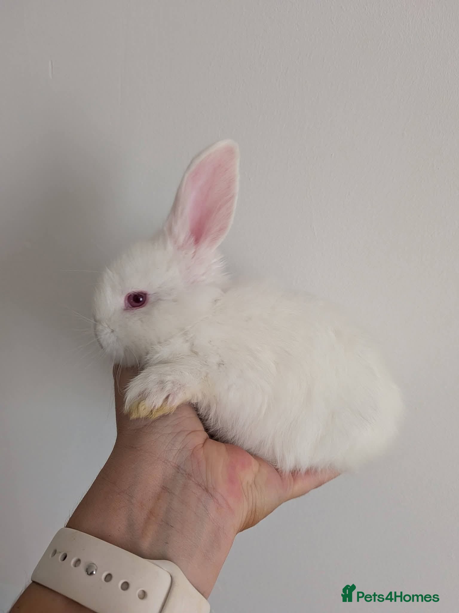 Angora rabbits Angora mix Bucks avail to reserve  - Advert 2