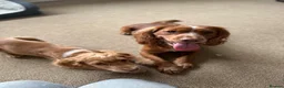 Cocker Spaniel dogs for stud: Working Cocker Spaniel Stud (proven) - Advert 12