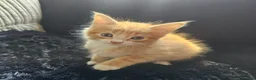 Mixed Breed cats for sale: Beautiful Kittens - Advert 17