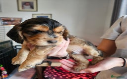 Cocker Spaniel dogs for sale: Sable Show Cocker spaniel Puppies ready now - Image 17