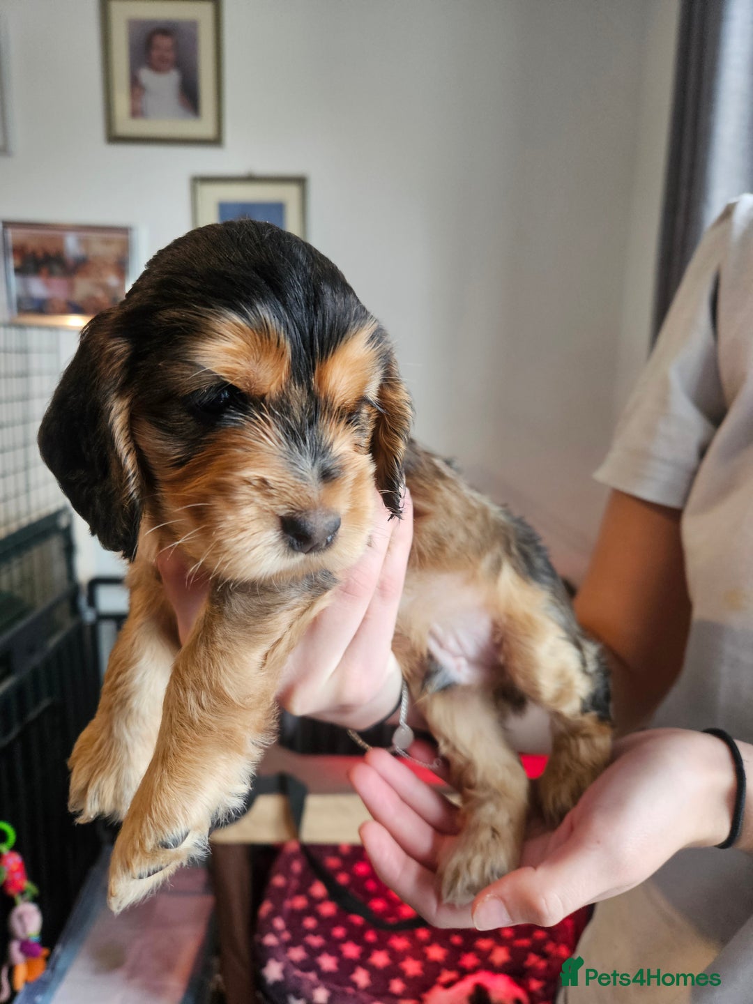 Cocker Spaniel dogs for sale: Sable Show Cocker spaniel Puppies ready now - Image 17
