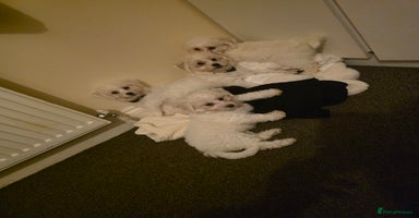 Bichon Frise dogs - Advert 1