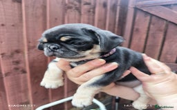 Pug dogs for sale: 2 KC Pug puppies available from a litter of 3. - Image 9
