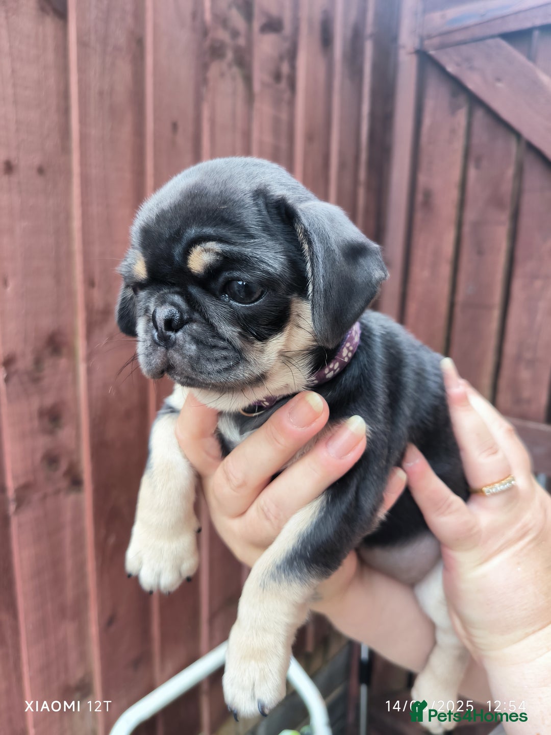 Pug dogs for sale: 2 KC Pug puppies available from a litter of 3. - Image 9