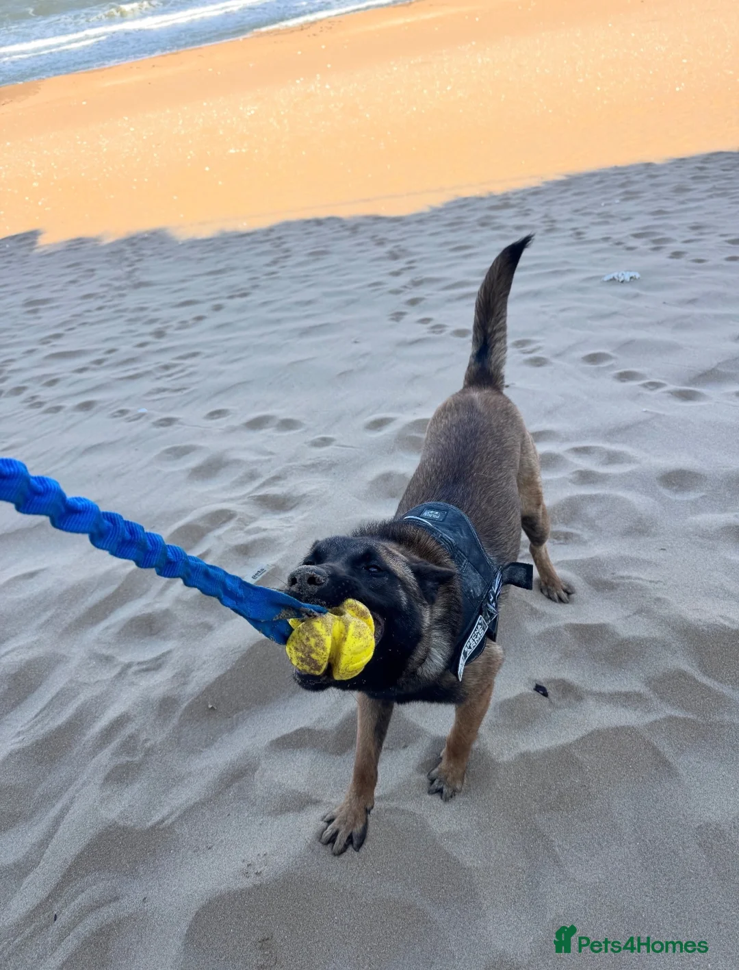 Belgian Shepherd Dog dogs for sale: Belgian malinois  - Advert 2