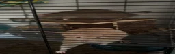 Rat rodents for sale: 2x Male Rats  in Morecambe - Advert 2
