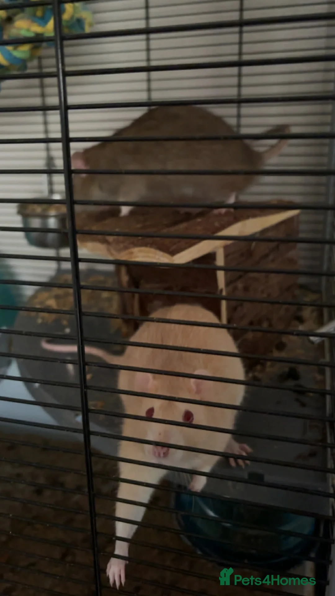 Rat rodents for sale: 2x Male Rats  in Morecambe - Advert 2
