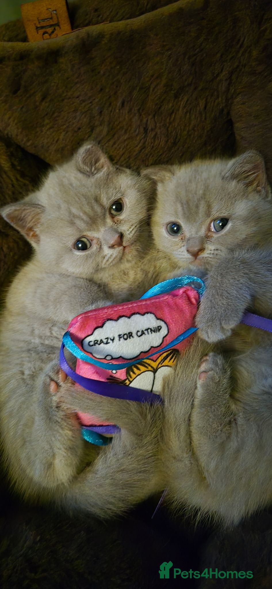 British Shorthair cats LAST ONE! One lilac British Shorthair  - Advert 5