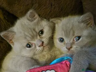 British Shorthair cats LAST ONE! One lilac British Shorthair - Advert 5
