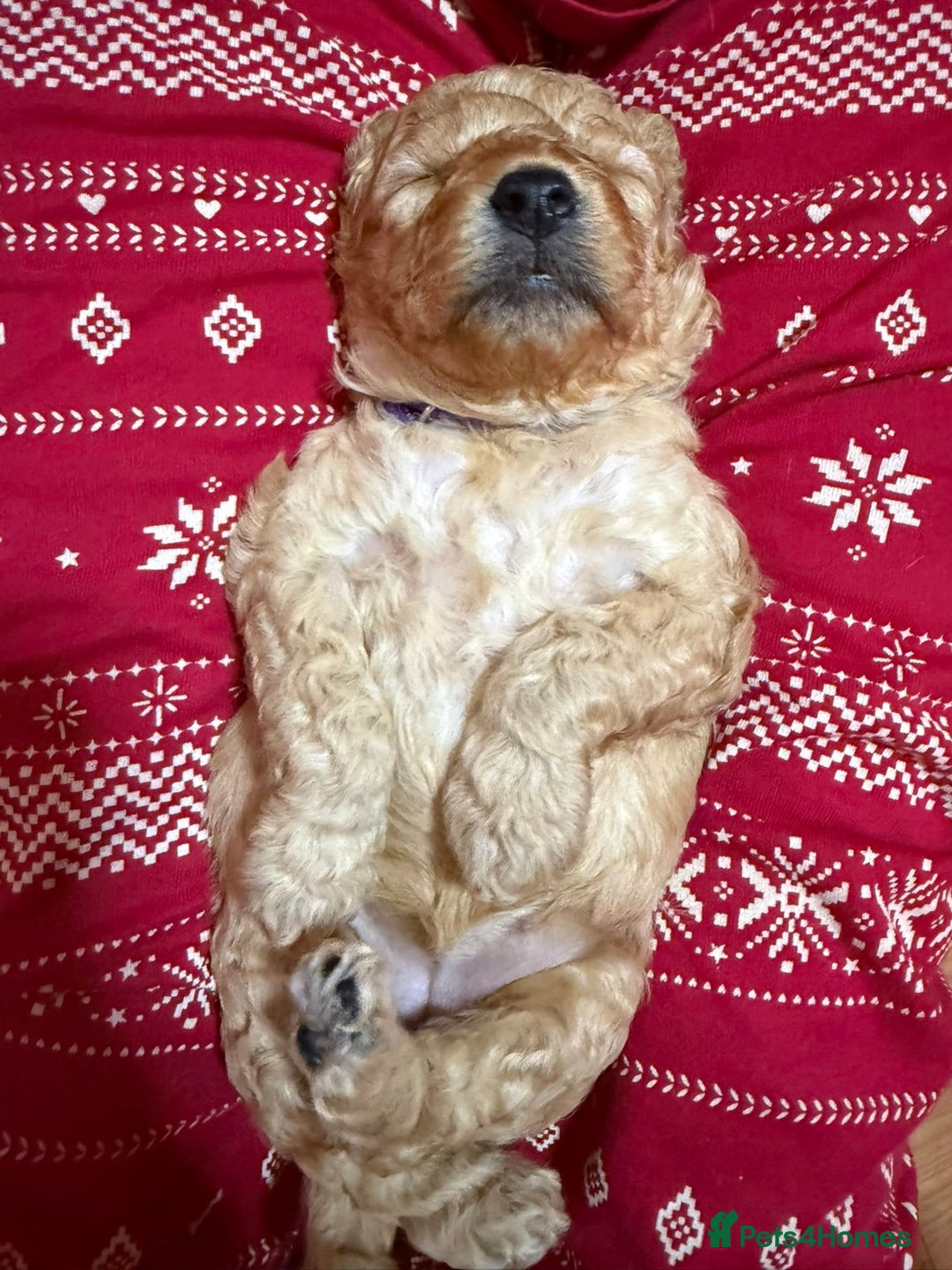 Cavapoo dogs for sale: Delightful Cavapoo puppies - Advert 14