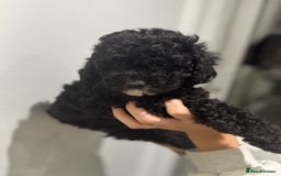 Cavapoo dogs for sale: Health tested parents  - Image 1