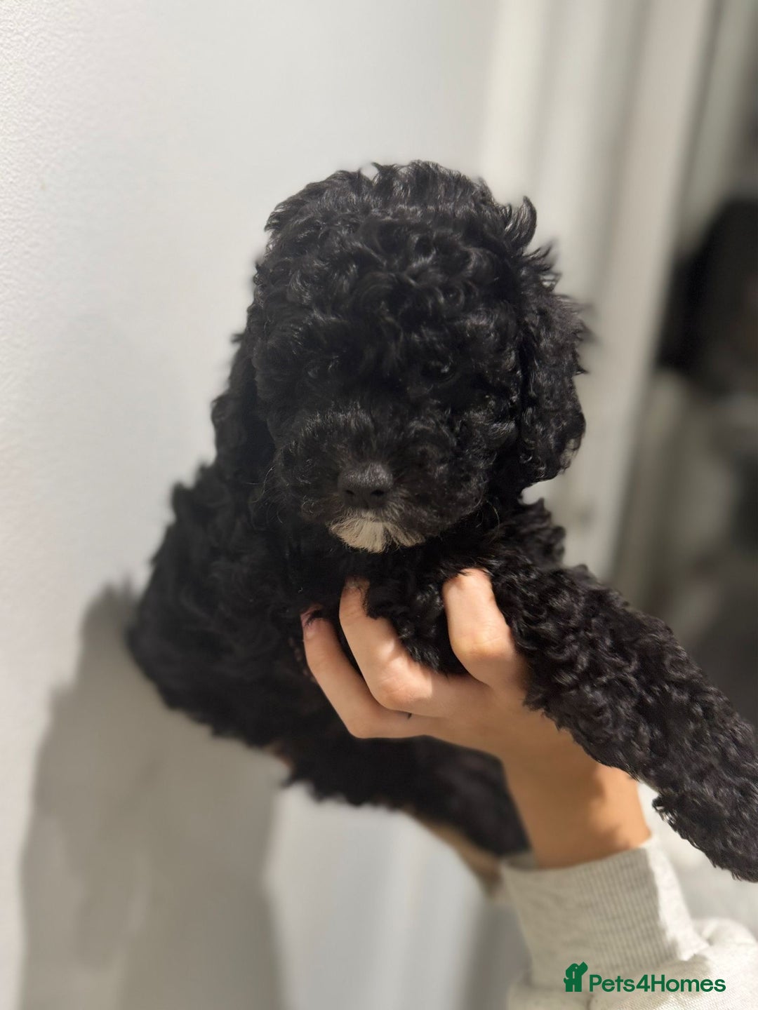 Cavapoo dogs for sale: Health tested parents  - Image 1