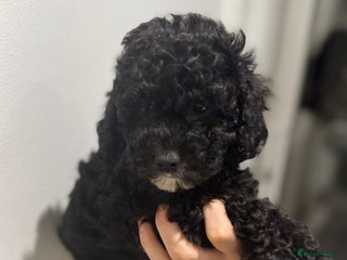 Cavapoo dogs - Advert 5