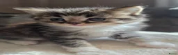 British Longhair cats for sale: Beautiful British long haired kittens - Advert 9
