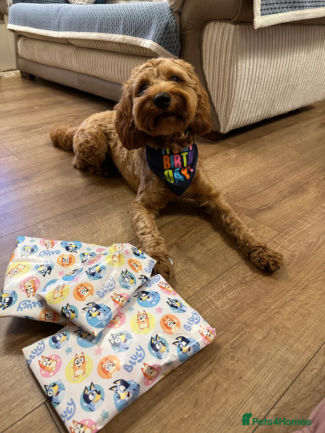 Cockapoo dogs for stud: STUD - DNA Tested Cockapoo (Poodle-Dominant) - Advert 10