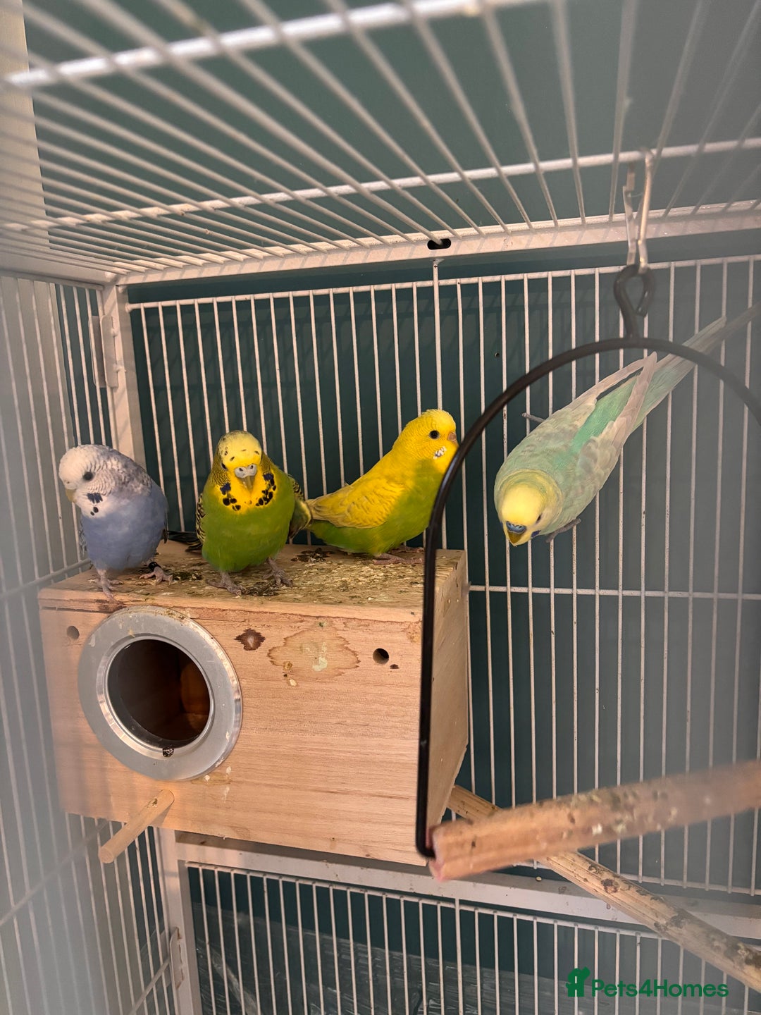 Budgerigars birds for sale: Budgies and bourke for sale - Advert 1
