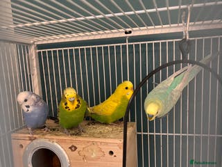 Budgerigars birds Budgies and bourke for sale - Advert 1