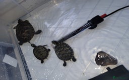Turtle reptiles for sale: TURTLES FOR SALE - Image 9