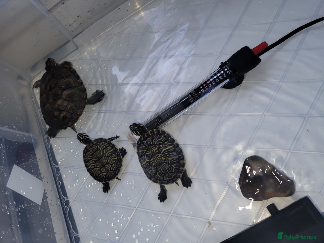 Turtle reptiles for sale: TURTLES FOR SALE - Image 9