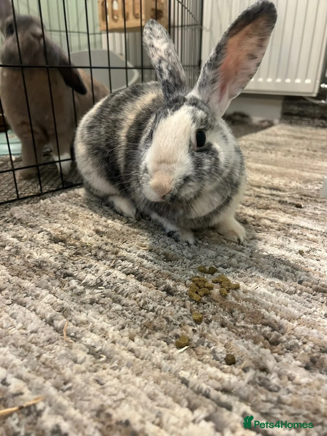 Mini Lop rabbits for sale: Maple and cocoa 2 female rabbits re home ASAP in Liverpool - Advert 2