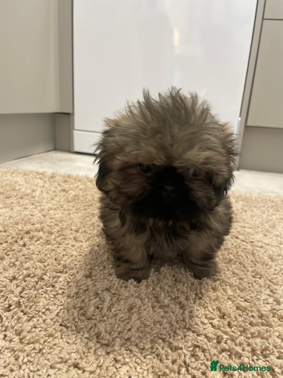 Shih Tzu dogs Shihtzu girl pup - Advert 16