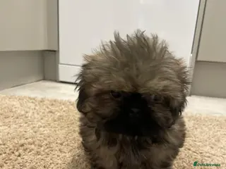 Shih Tzu dogs Shihtzu girl pup - Advert 16