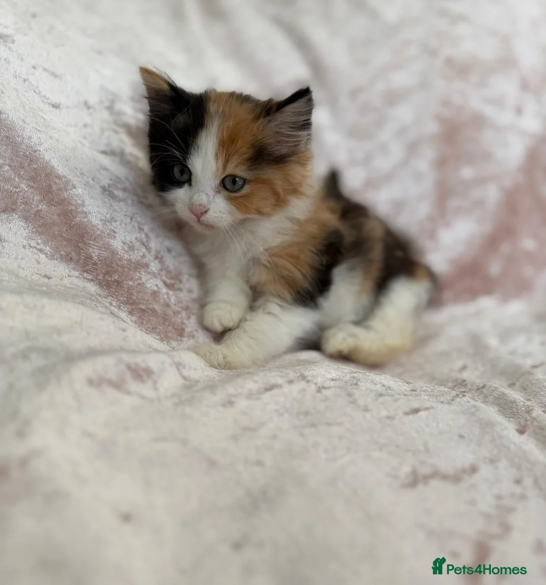 Mixed Breed cats for sale: Beautiful Bengal mix kittens  - Advert 3