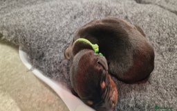Dobermann dogs for sale: Top line doberman puppies - Image 14