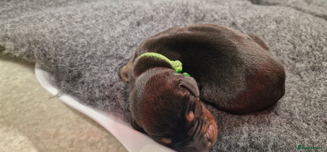 Dobermann dogs for sale: Top line doberman puppies - Image 14