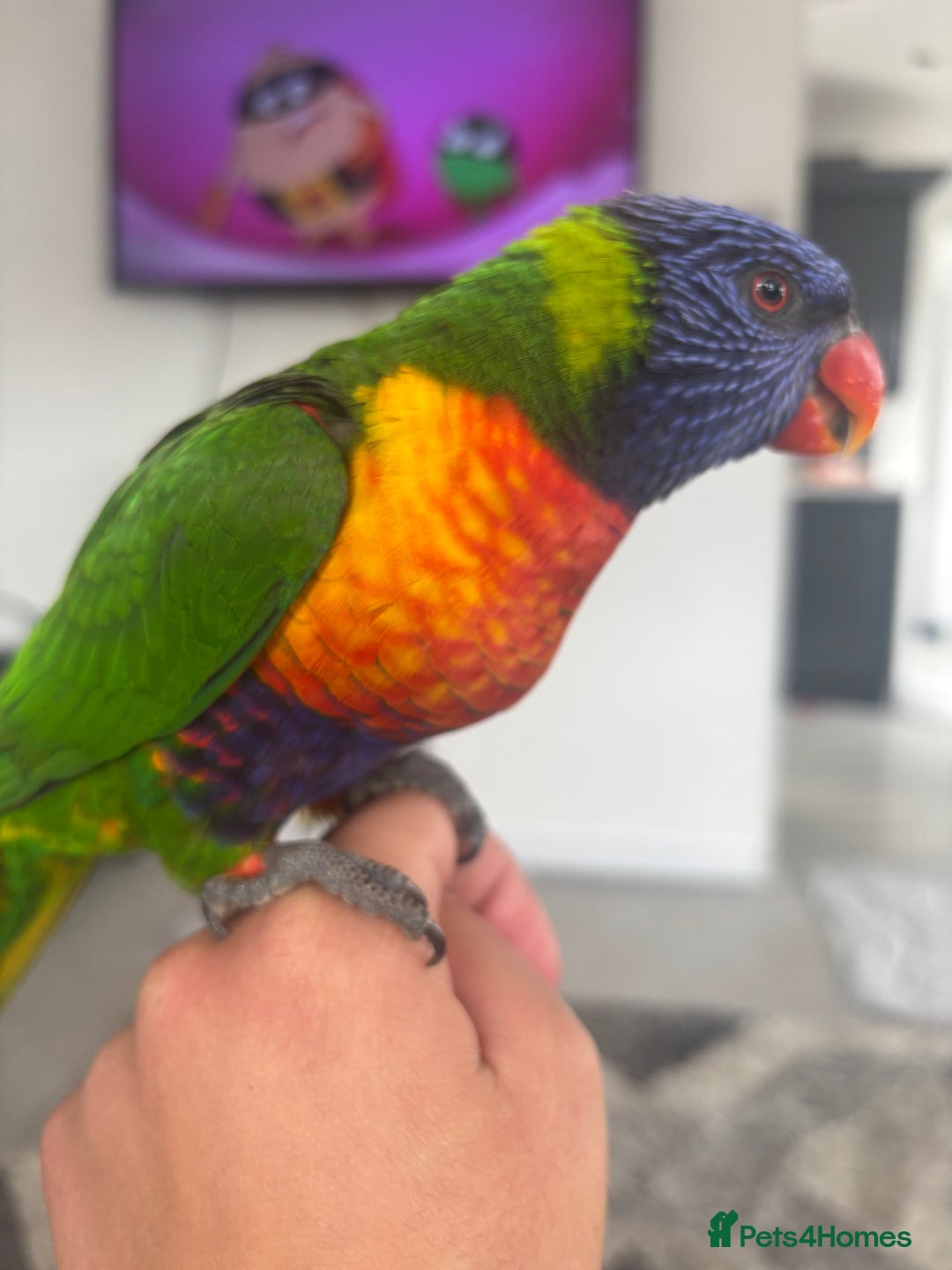 Lorikeets birds for sale: Female rainbow lorikeet - Image 2