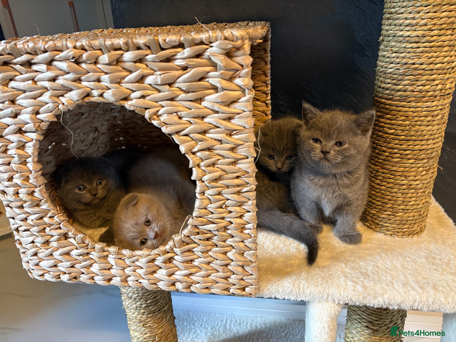 Scottish Fold cats 7 Beautifully Scottish Fold/Straight kittens - Advert 2