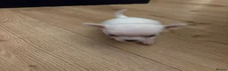 Chihuahua dogs for sale: Adorable Chihuahua Puppies Ready for Loving Homes - Advert 10
