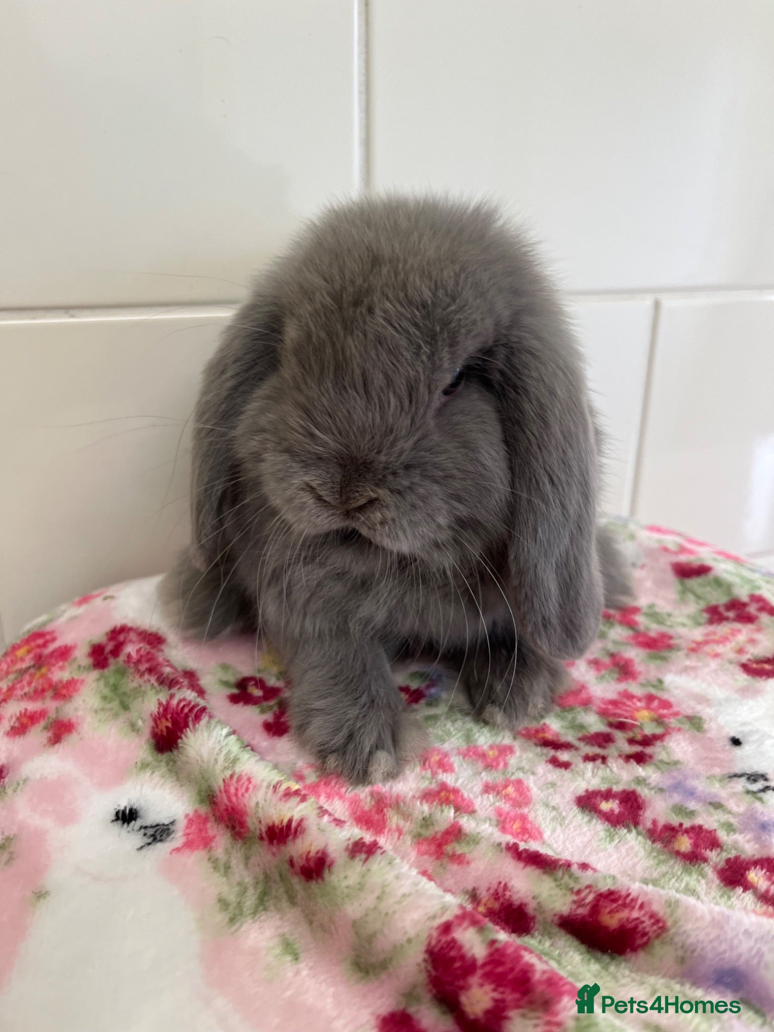 Mini Lop rabbits STUNNING MINI LOPS READY NOW  - Advert 2