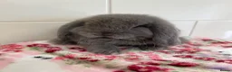 Mini Lop rabbits for sale: Beautiful mini lop ready for new homes  - Advert 4