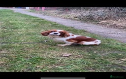Cavalier King Charles Spaniel dogs for sale: Cavalier King Charles spaniel  - Image 7