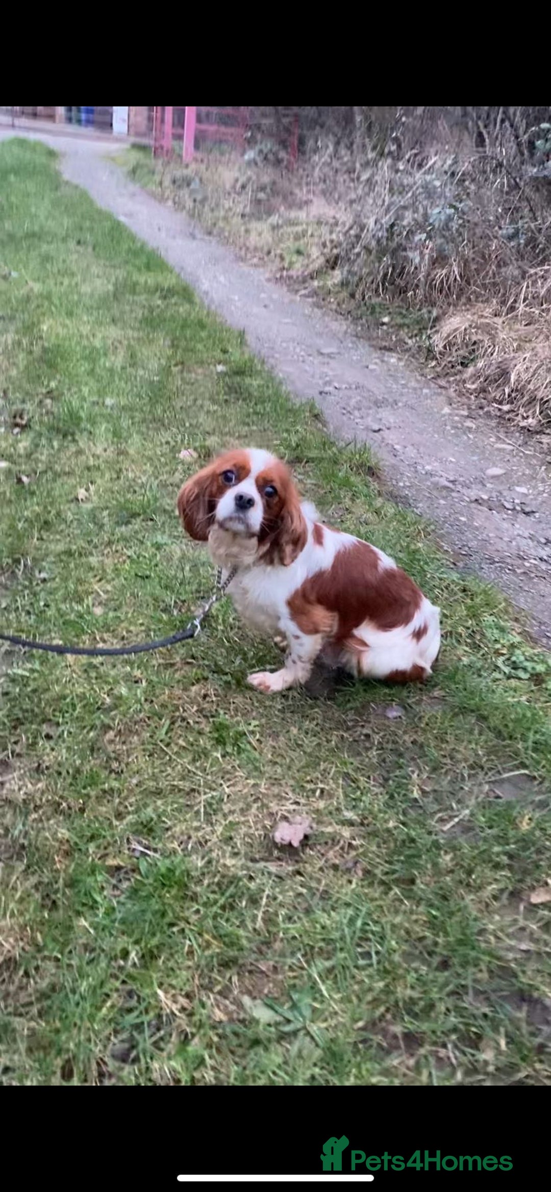 Cavalier King Charles Spaniel dogs for sale: Cavalier King Charles spaniel  - Image 7